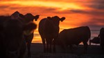 sunset cattle